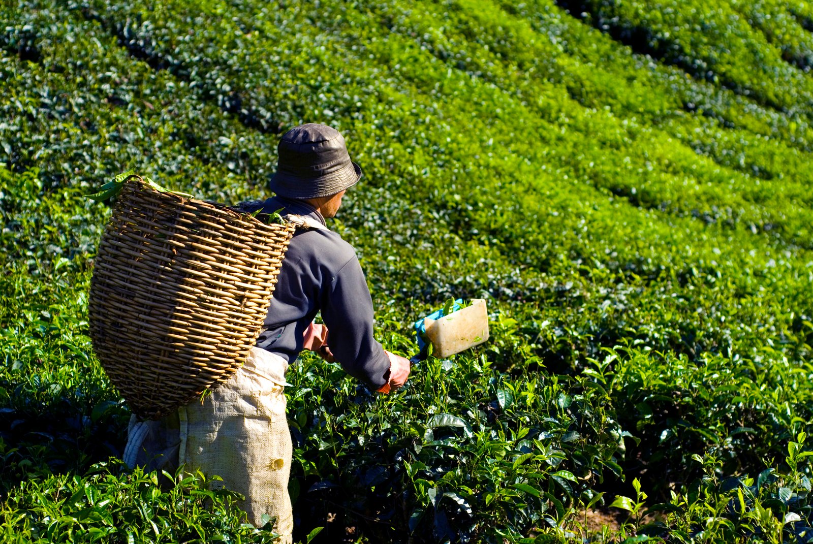 Tea picker harvesting fresh tea leaves by hand in a lush green plantation.